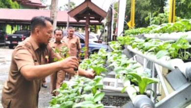 Urban Farming Berau