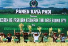 Panen Raya Padi di Desa Buana Jaya