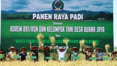 Panen Raya Padi di Desa Buana Jaya