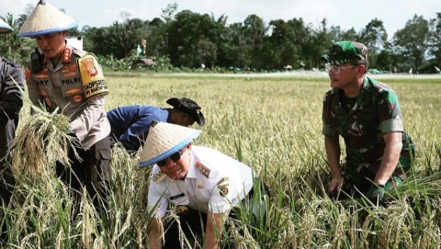 panen raya padi di sambutan