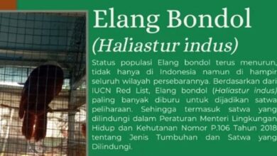 Elang Bondol