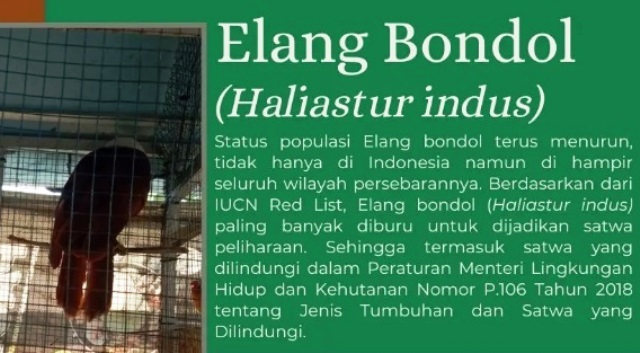 Elang Bondol