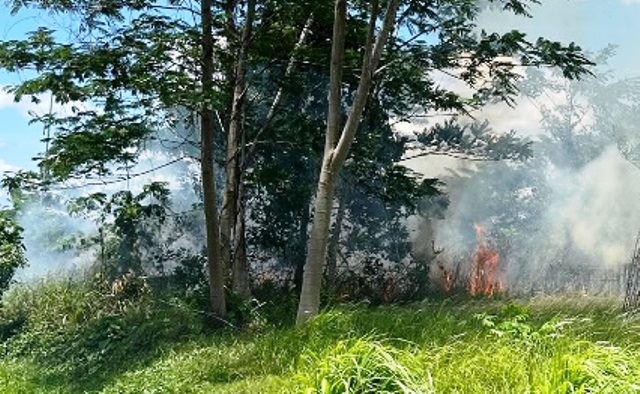 kebakaran hutan dan lahan di kaltim