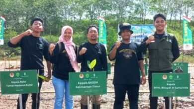 penanaman mangrove