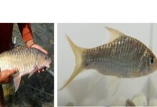 Ikan endemik Kalimantan