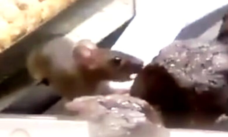 tikus dough lab