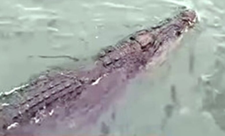 buaya di Balikpapan