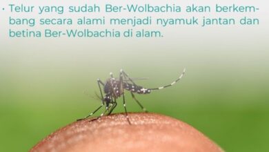 nyamuk wolbachia