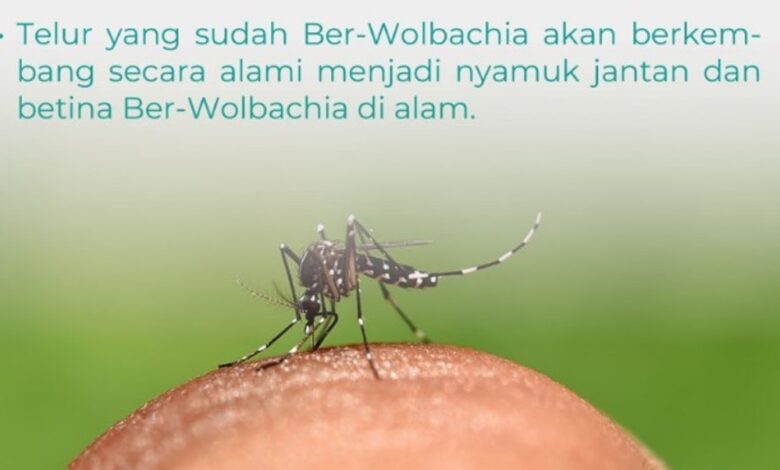 nyamuk wolbachia