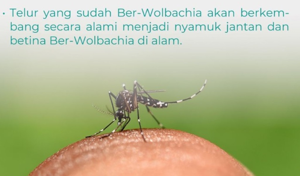 nyamuk wolbachia