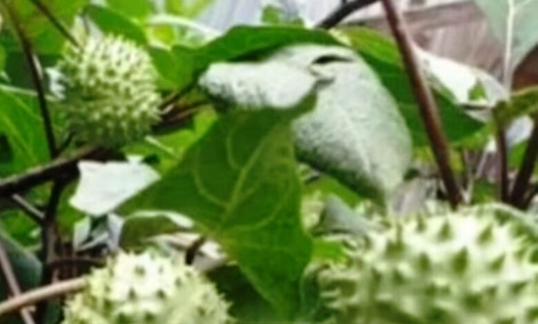 buah kecubung Kalimantan