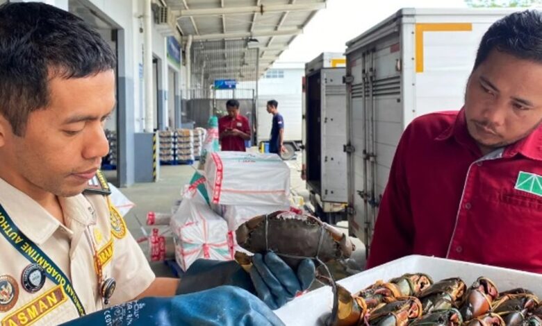 ekspor kepiting bakau