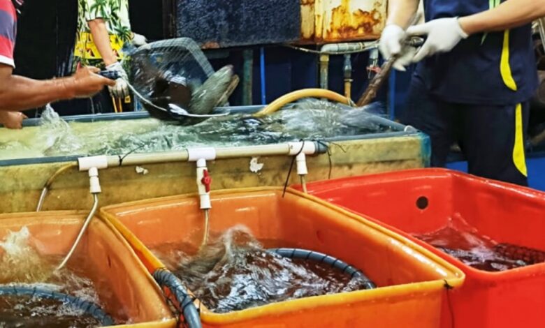 ekspor ikan kerapu berau