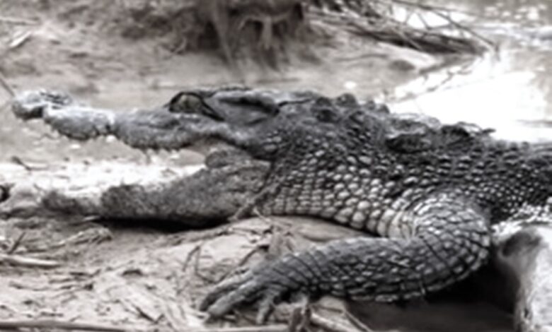 serangan buaya