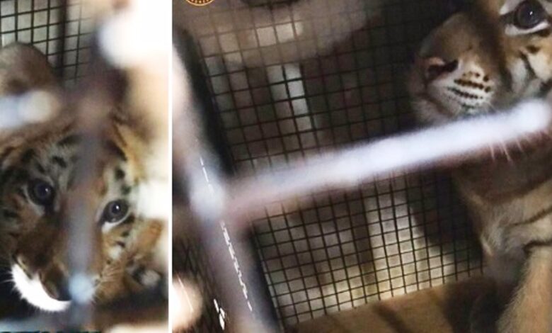 harimau benggala Kaltim