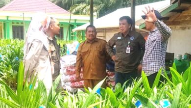 bantuan bibit kelapa sawit PPU