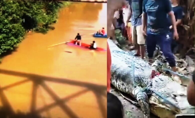 warga disambar buaya