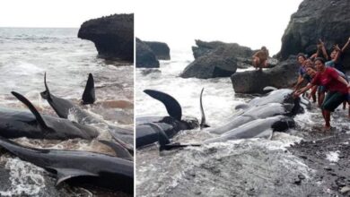 fenomena paus pilot terdampar