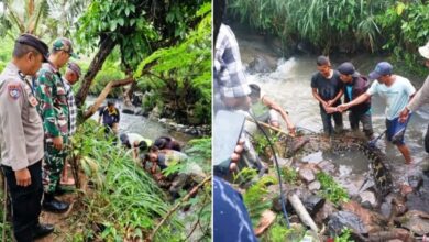 buaya lepas Cianjur