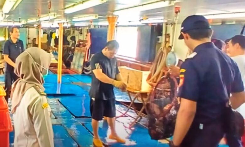 ekspor ikan kerapu Berau