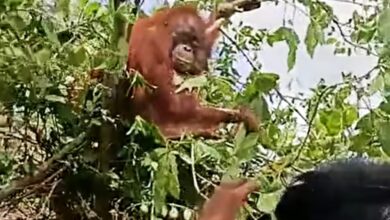 evakuasi orangutan muara badak