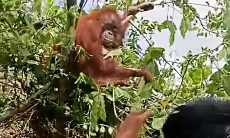 evakuasi orangutan muara badak