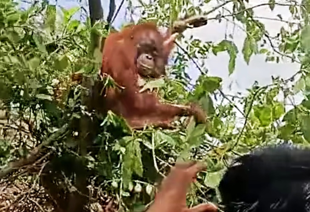 evakuasi orangutan muara badak