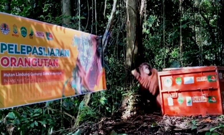 pelepasliaran orangutan Kaltim