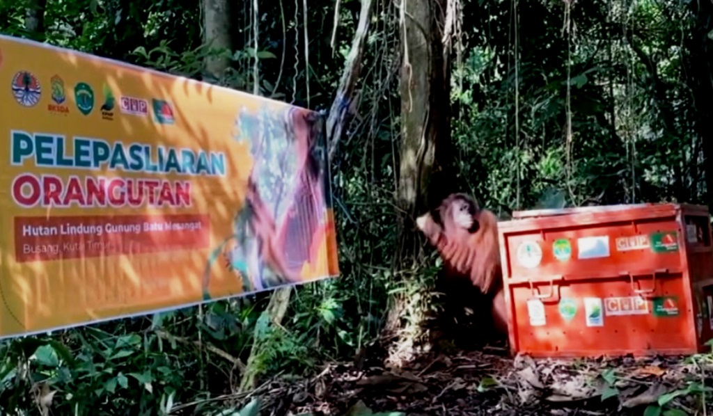 pelepasliaran orangutan Kaltim