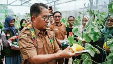 greenhouse sekolah