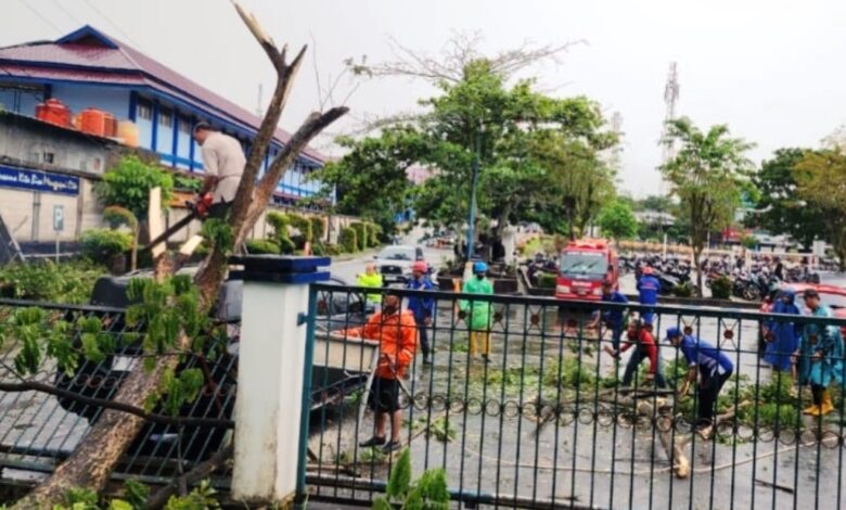 pohon tumbang Samarinda