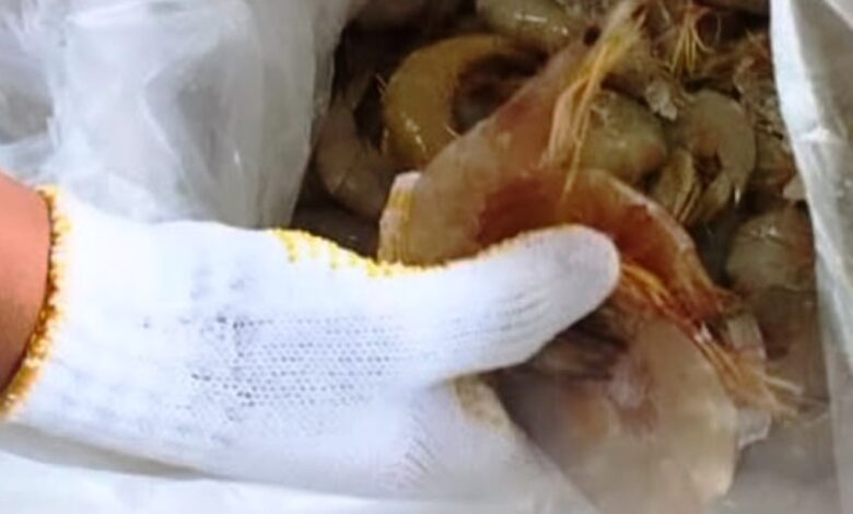 ekspor hasil laut Berau