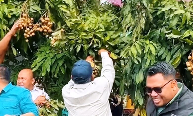 program paser berbuah