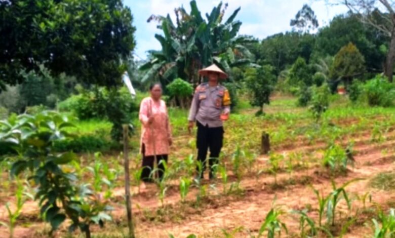 budidaya jagung Samarinda