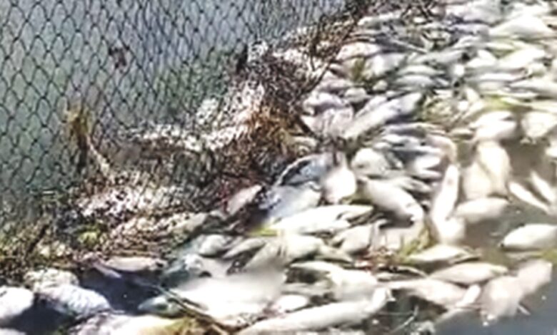 ikan mati massal santan ilir