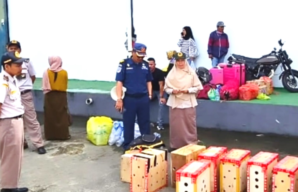 Ayam Tanpa Dokumen