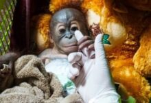 bayi orangutan Lucas