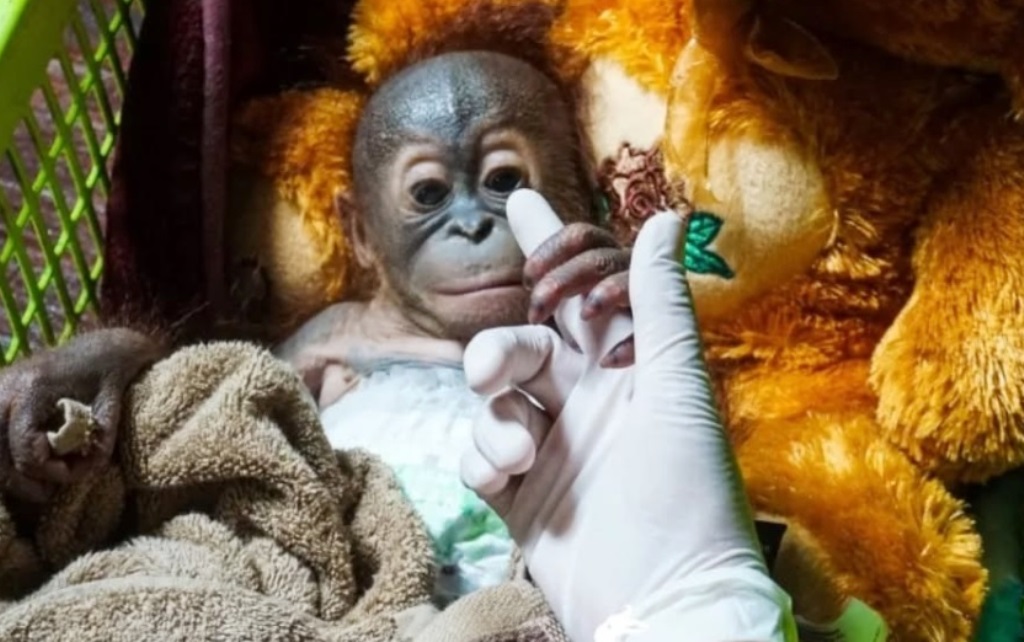 bayi orangutan Lucas