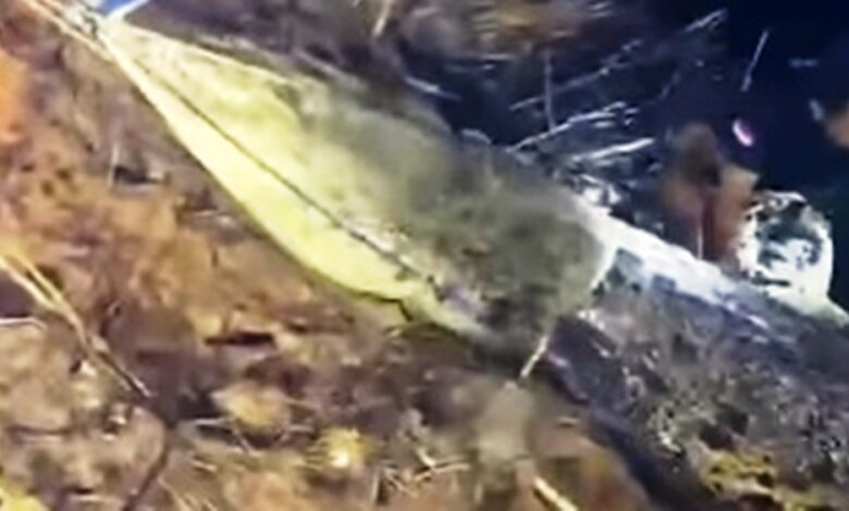 anak diterkam buaya Sangatta