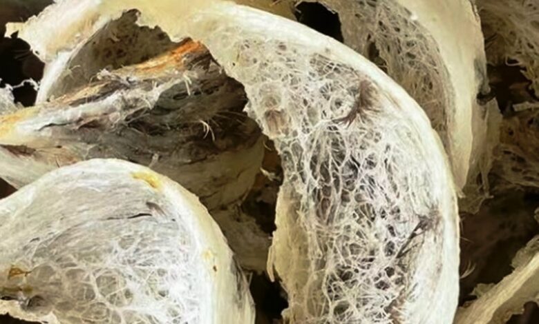 sarang burung walet Kaltim