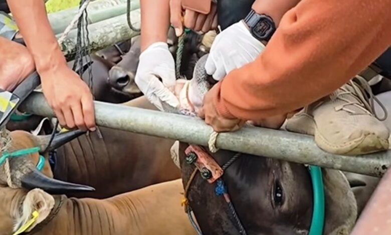 pemeriksaan sapi Iduladha