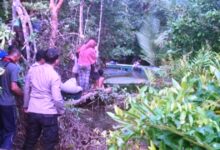 diterkam buaya penajam