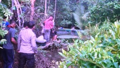diterkam buaya penajam
