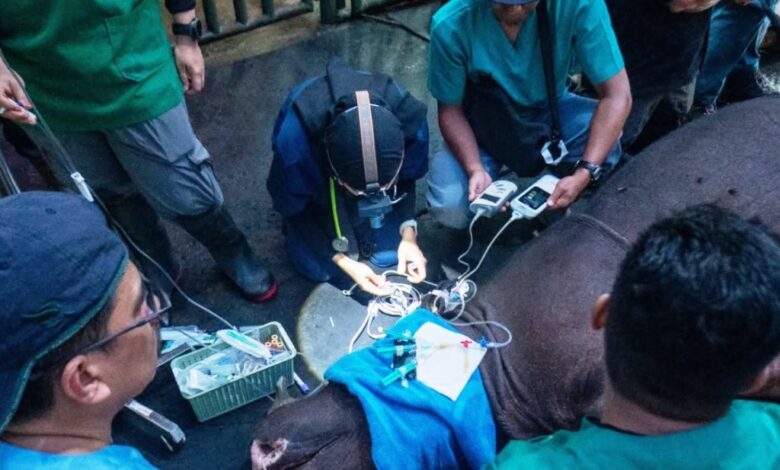 Sel Telur Badak Pahu