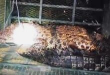 buaya penajam