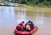 ABK tenggelam kembang janggut
