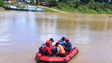 ABK tenggelam kembang janggut