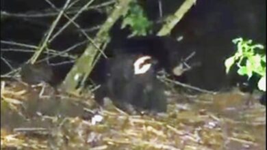 beruang madu Muara Kaman