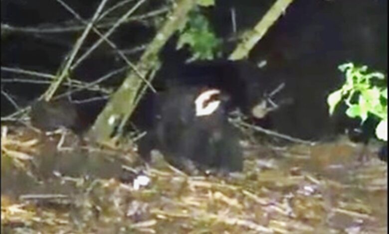 beruang madu Muara Kaman