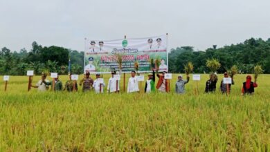 Panen Raya Padi Kukar